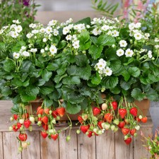 Strawberry 'Summer Breeze