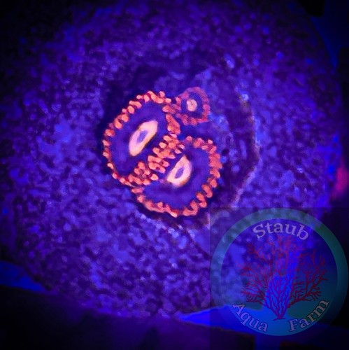 Saf wysiwyg snitch - “wysiwyg”,