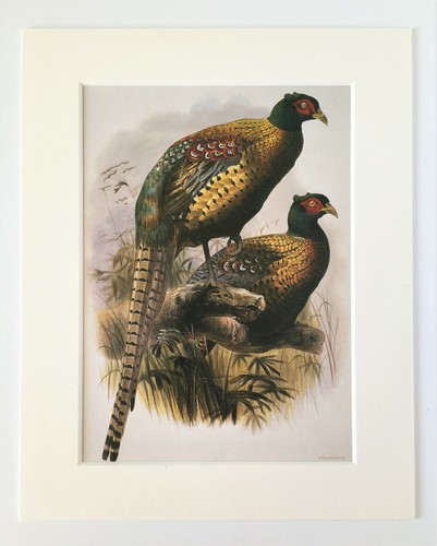 Chinese pheasant bird print - chinese,