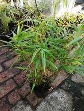 Bamboo fargesia rufa live - fargesia,