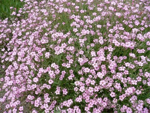 250 gypsophila elegans pink - 250,