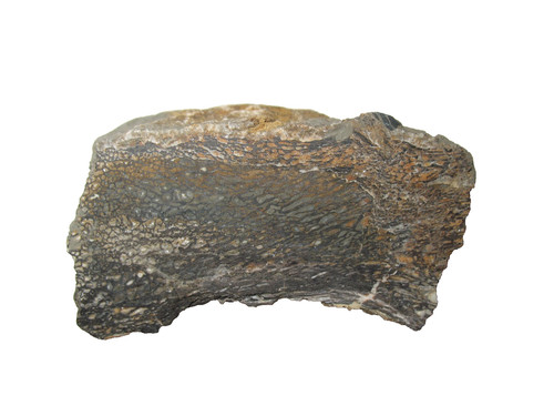 Jurassic dinosaur fossil bone