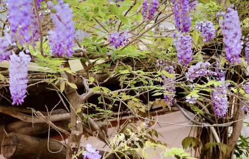 30cm long wisteria purple - 3,