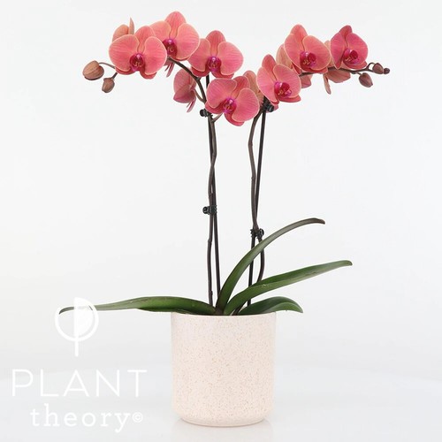 65cm phalaenopsis asian coral - 65cm,