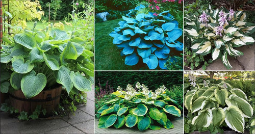 Hosta mix varieties fire - 4x,