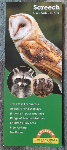Screech owl sanctuary - owl, &