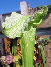 Sarracenia x “Camisole” JSH149 carnivorous plant