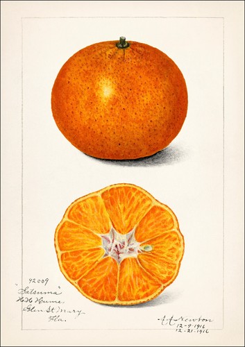 Orange amanda almira newton - orange,,