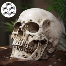 UK Human Skull Replica Resin Model Realistic Life Size 1:1 Skeleton Medical Prop