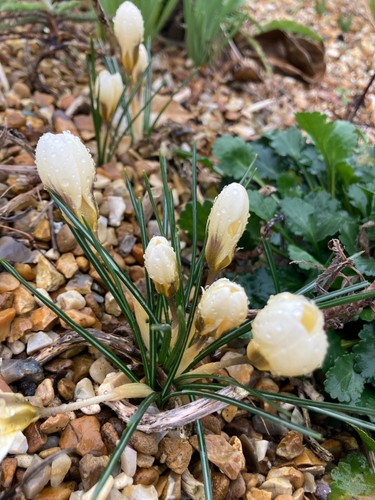 Five crocus romance bulbs - crocus,