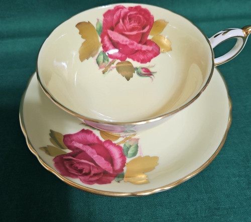 Paragon cabbage rose - rose, red