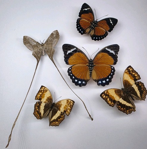 Real butterfly moth collection - real, butterfly/moth