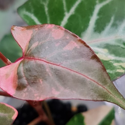 Fallopia multiflora variegated - multiflora,