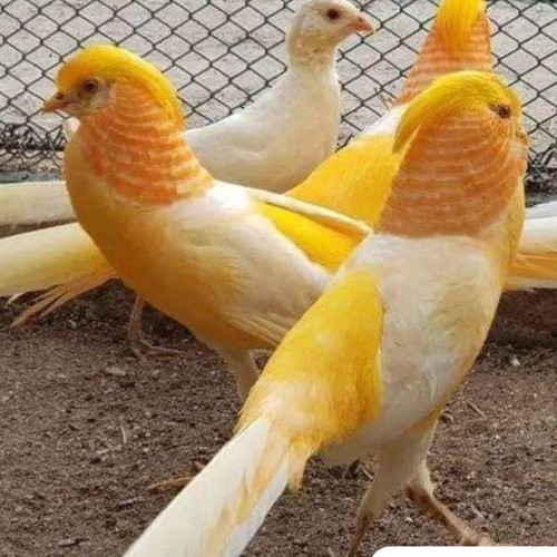 Peach pheasant hatching - peach,