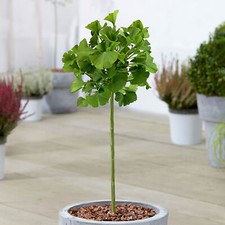 Ginkgo Mariken Patio Tree Maidenhair Tree Hardy Garden Ready Plant in 3L Pot