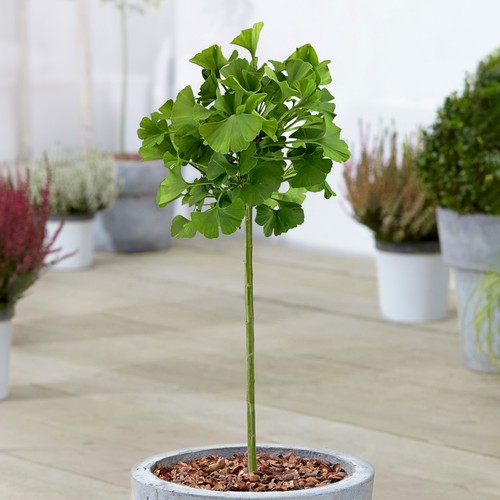 Ginkgo mariken patio - ginkgo, tree