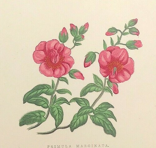 Rose primrose and sun - rose,