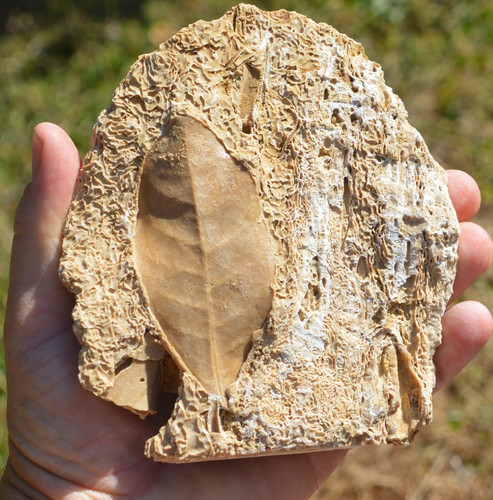 Amazing rare fossil - , &