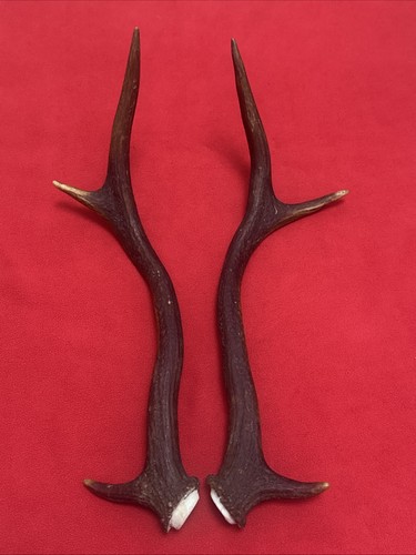 Pair red deer - antlers, 419g