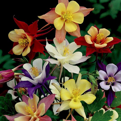Mixed aquilegia granny s - 50, granny’s