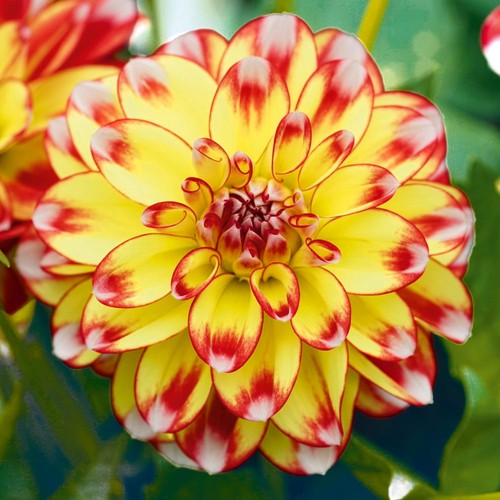 Dahlia lubega power - lubega,