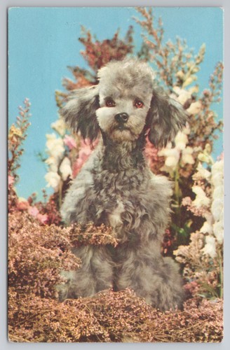 Grey poodle dog - dog, flowers