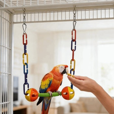 Parrot Parakeet Budgie