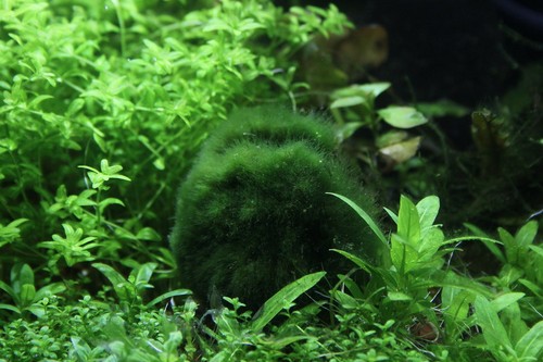Marimo moss balls live - marimo,