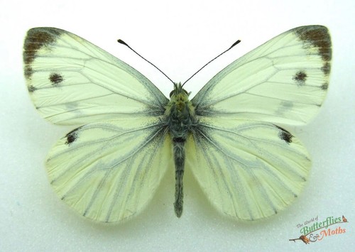 Green veined white british - veined,
