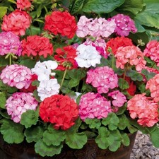 Geranium mini plug plants