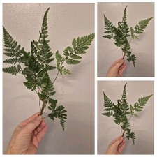 Large rare davallia - 3x,