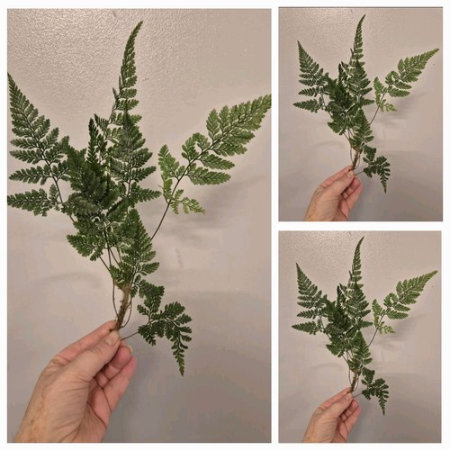 Large rare davallia - rare,