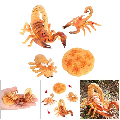 Scorpion life cycle plastic - scorpion,