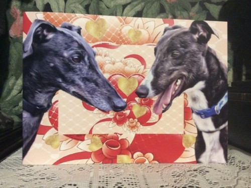 Greyhound lurcher dog - greyhound, ,