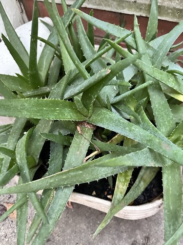 Aloe vera potted plant - aloe, well