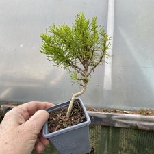 3 X Santolina Golden Lemon