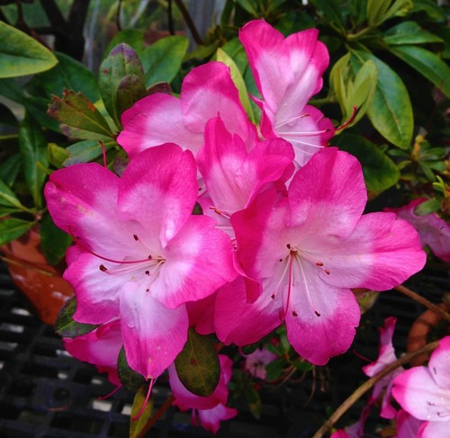 Vibrant azalea rhododendron - ~~vibrant~~azalea,