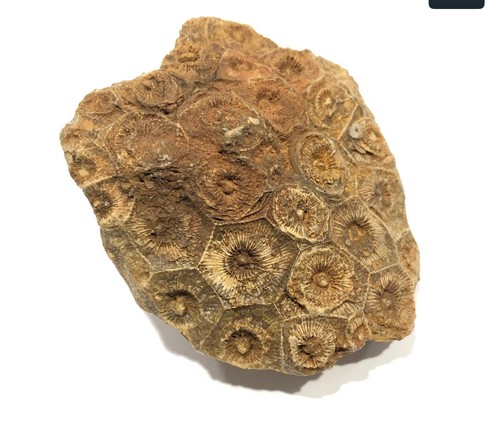 Fossil coral colony - fossil,
