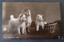 Real Photo Dog Postcard, Cute Puppies 