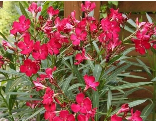Red oleander nerium - red,