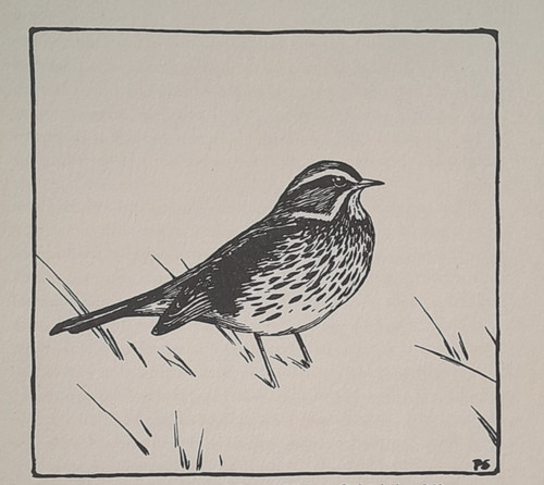 Redwing peter scott bird print - scott,