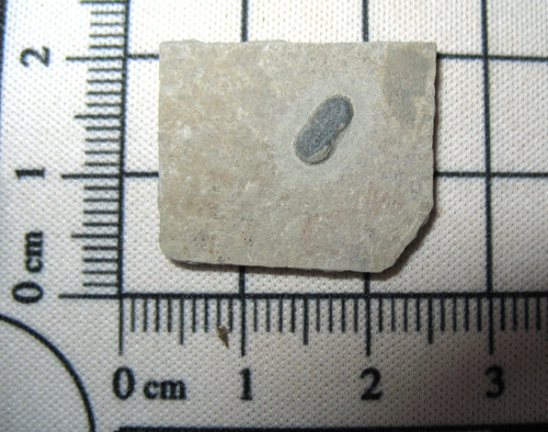 Cambrian trilobite fossil - cambrian,