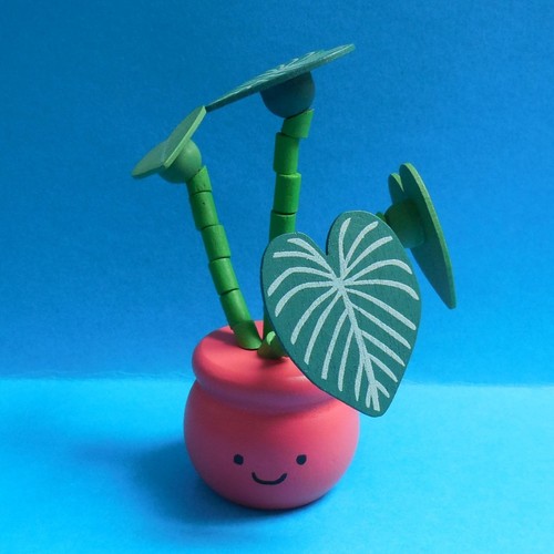 Monstera cheese plant - monstera,