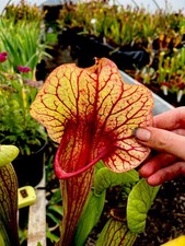 Sarracenia x Peaches and Cream (carnivorous pitcher plant)