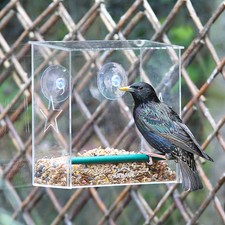 Wild Garden Bird Glass Window