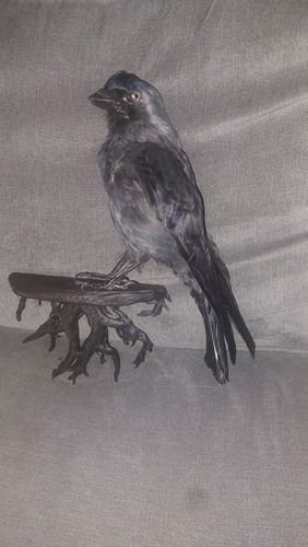 Taxidermy jack daw gothic - jack-daw, on