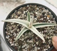 Rare Agave Victoriae-Reginae