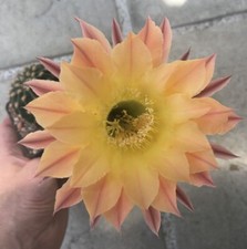 FRESH CACTUS SEED x15 echinopsis ‘BARBUS BARBUS’