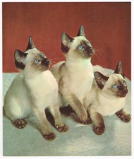 Cute Kittens Cats Picture Print Vintage 1961 KIC#55