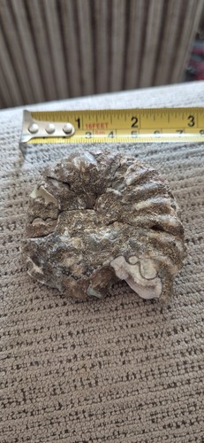 Ammonites fossil roughly 64 - roughly,
